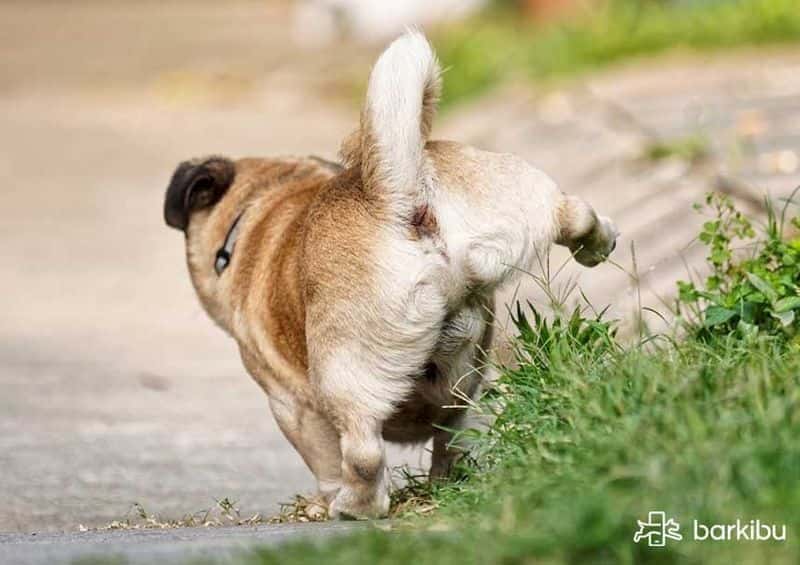 perro sediento y micción frecuente